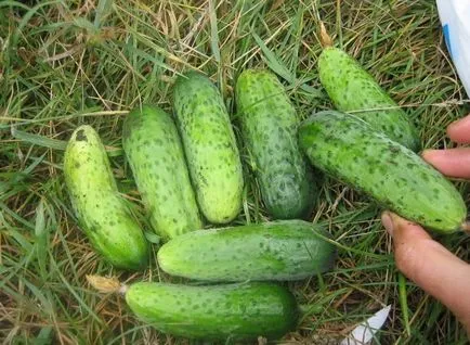 Ce castraveți la sol deschis pentru a planta suburbii pentru a obține o recoltă bună (deschis) Ce castraveți teren deschis pentru a planta suburbii pentru a obține o recoltă bună