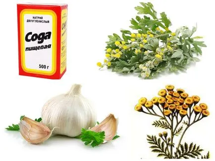 Cum sa scapi de purici de pe propria lor casă acasă Cum sa scapi de purici de pe propria lor casă acasă
