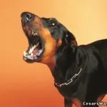 Cum de a evita atacurile de câine (atacuri) Cum de a evita atacurile de câine