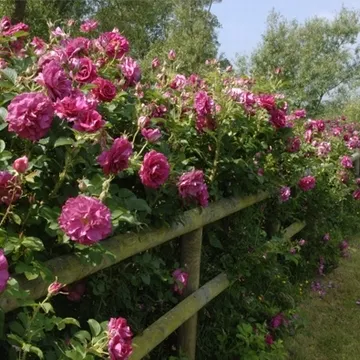 Ca improvizat posibil pentru a decora zona suburbană (foto)