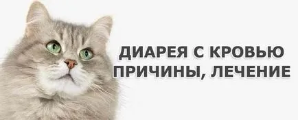 Cum de a trata diaree cu sânge în pisica domestica