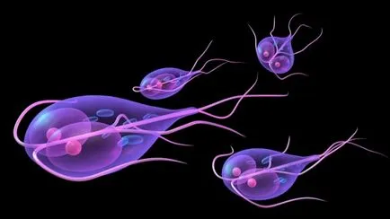 Cum de a trata giardia comprimate pentru adulți, remedii populare, in functie de Dr. Komarovsky