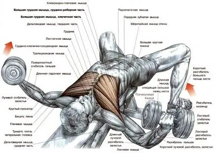 Cum de a construi muschii pieptului exerciții pentru partea superioară și inferioară, trainingbody (sus) Cum de a construi muschii pieptului exerciții pentru partea superioară și inferioară, trainingbody