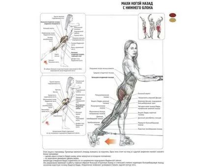 Cum de a construi fese genuflexiuni, exerciții, video (fese) Cum de a construi fese genuflexiuni, exerciții, video