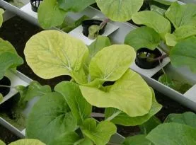 Ca o lipsă de nutrienți din plante se manifestă