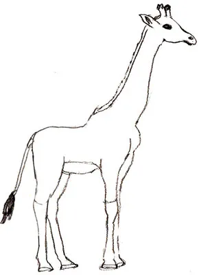 Cum de a desena o girafă, lecții de desen și Photoshop (girafa) Cum de a desena o girafă, lecții de desen și Photoshop