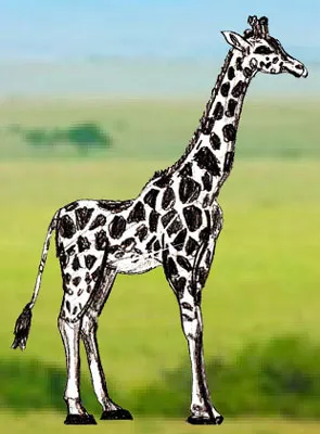 Cum de a desena o girafă, lecții de desen și Photoshop (girafa) Cum de a desena o girafă, lecții de desen și Photoshop