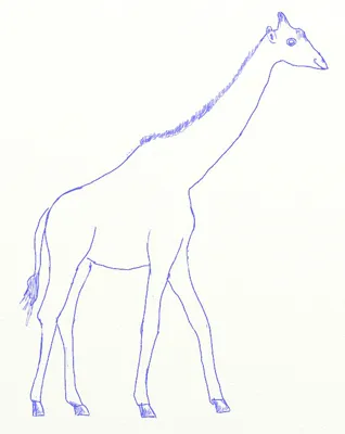 Cum de a desena o girafă, girafă desen etape creion