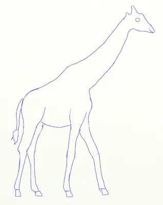 Cum de a desena o girafă, girafă desen etape creion
