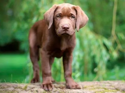 Cum de a numi Labrador