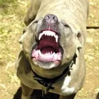 Cum de a evita să devină o victimă a câinilor (repelente cu ultrasunete) Cum de a evita să devină o victimă a câinilor