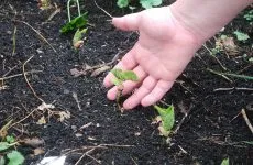 Cum de a determina fertilitatea solului - uh! Cottage și 100 sfaturi în afacere (defini) Cum de a determina fertilitatea solului - uh! Cottage și 100 sfaturi în afacere