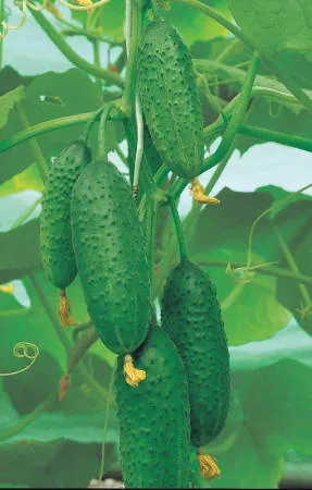 Cum castravete polenizate