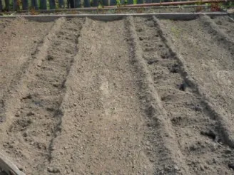 Cum de a determina solul la locul - structura mecanică și aciditate