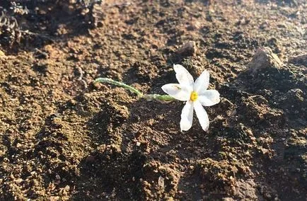 Cum de a determina fertilitatea solului - uh! Cottage și 100 sfaturi în afacere (solul) Cum de a determina fertilitatea solului - uh! Cottage și 100 sfaturi în afacere