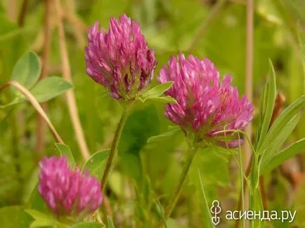 Cum se determină aciditatea solului cu ajutorul plantelor