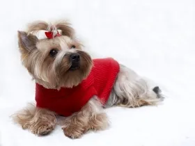Cum de a deschide un salon de înfrumusețare pentru câini și pisici, animale (frumusețe) Cum de a deschide un salon de înfrumusețare pentru câini și pisici, animale