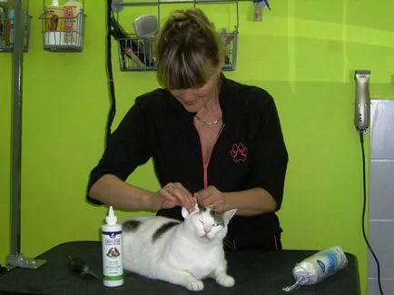 Cum de a deschide un salon de înfrumusețare pentru câini și pisici, animale (câini) Cum de a deschide un salon de înfrumusețare pentru câini și pisici, animale