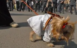 Cum de a lega o panglică absolvent Cum de a lega o panglică absolvent