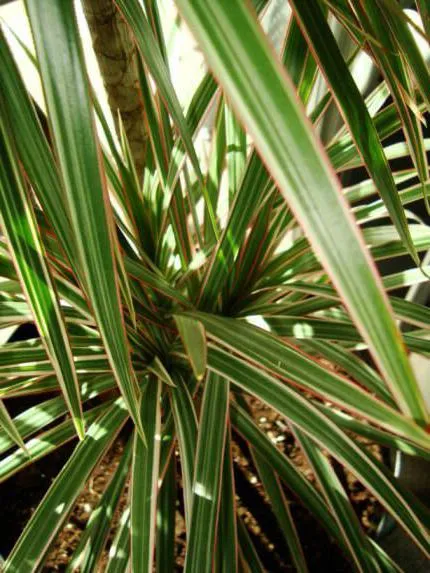 Cum să crească Dracaena