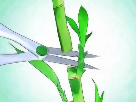 Cum să crească Dracaena