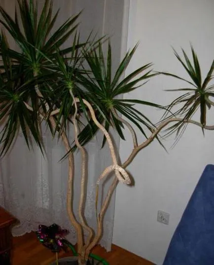 Cum să crească Dracaena