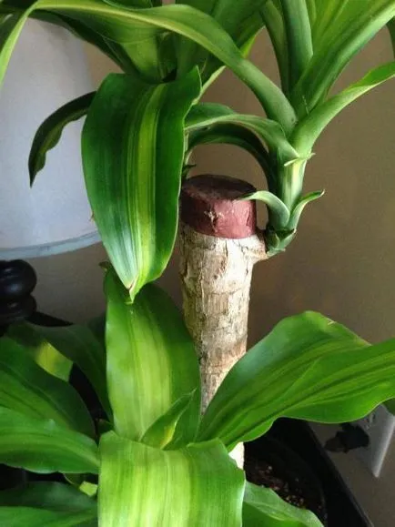 Cum să crească Dracaena