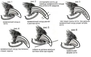 Cum să taie unghiile câine (gheare nevoie de tăiere) Cum să taie unghiile de câini