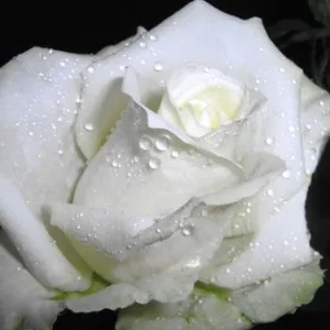Cum să înțeleagă semnificația pe Roza Belaya limbajul florilor