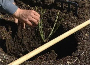 Cum de a planta un trandafir din buchet, butași și răsaduri