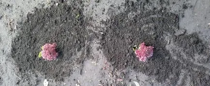 Cum să planteze și să aibă grijă de stonecrop