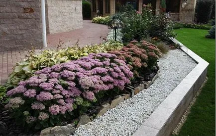 Cum să planteze și să aibă grijă de stonecrop