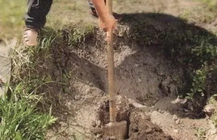 Cum de a planta viță de vie în răsaduri de primăvară și butași