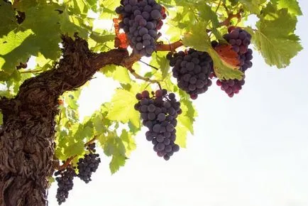 Cum de a planta viță de vie de la butași, în toamna - cultivarea de butași de struguri