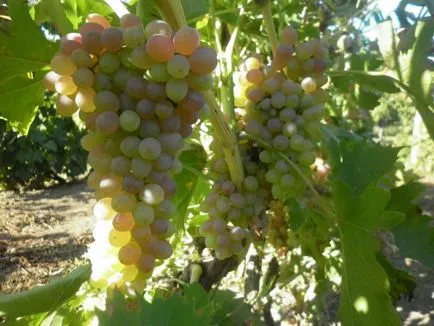 Cum de a planta viță de vie de la butași, în toamna - cultivarea de butași de struguri