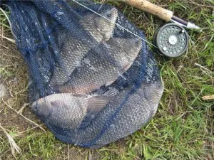 Cum de a prinde un crap mare pentru a alege un loc de pescuit și momeală, păsări de o pană efectiv împreună (complementare de alimentare crap) Cum de a prinde un crap mare pentru a alege un loc de pescuit și momeală, păsări de o pană efectiv împreună