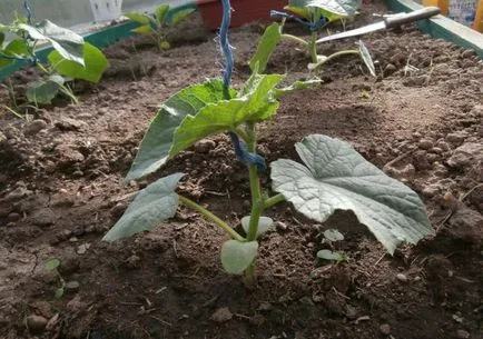 Cum de a construi o seră pentru castraveți cu propriile sale mâini Cum de a construi o seră pentru castraveți cu propriile sale mâini