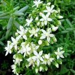 Cum de a planta stonecrop și grija pentru el să afle în acest articol (de plantare de flori stonecrop și de îngrijire) Cum de a planta stonecrop și grija pentru el să afle în acest articol