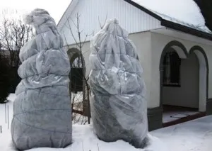 Cum să aibă grijă în mod corespunzător pentru Tusi de iarnă după iarnă, ca și capacul (la deschiderea arborvitae după iarnă) Cum să aibă grijă în mod corespunzător pentru Tusi de iarnă după iarnă, ca și capacul