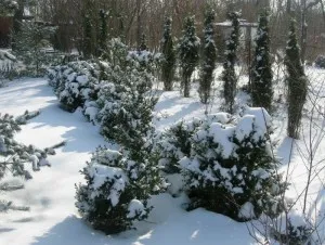 Cum să aibă grijă în mod corespunzător pentru Tusi de iarnă după iarnă, ca și capacul (la deschiderea arborvitae după iarnă) Cum să aibă grijă în mod corespunzător pentru Tusi de iarnă după iarnă, ca și capacul