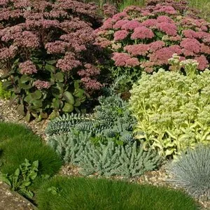 Cum de a planta stonecrop și grija pentru el să afle în acest articol (dreapta) Cum de a planta stonecrop și grija pentru el să afle în acest articol
