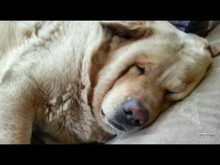Cum să aprindă o țigară (video câine) Cum să aprindă o țigară