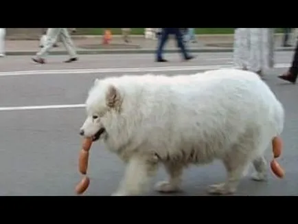 Cum să aprindă o țigară (video câine) Cum să aprindă o țigară