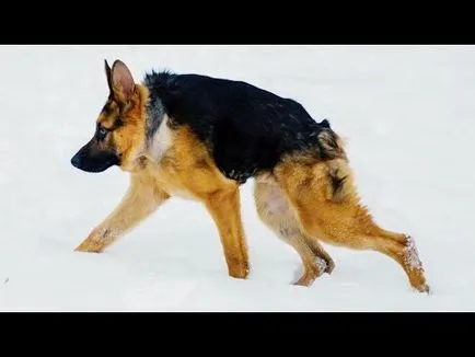 Cum să aprindă o țigară (video pentru animale de companie) Cum să aprindă o țigară