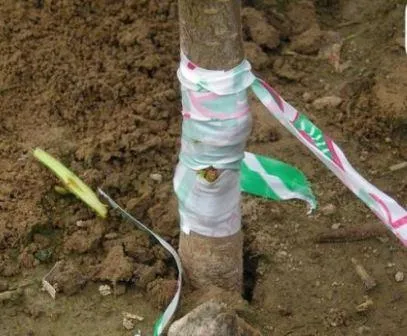 Cum să planteze becul în primăvară, vară, pas cu pas foto și video de instruire (insufla) Cum să planteze becul în primăvară, vară, pas cu pas foto și video de instruire