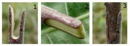 Cum să planteze becul în primăvară, vară, pas cu pas fotografie și instrucțiuni video (pere) Cum să planteze becul în primăvară, vară, pas cu pas foto și video de instruire