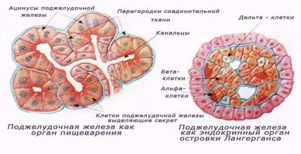 Cum pancreasul la om