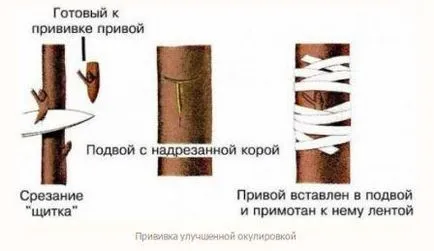 Cum să planteze becul în primăvară, vară, pas cu pas fotografie și instrucțiuni video (pere primavara vara) Cum să planteze becul în primăvară, vară, pas cu pas foto și video de instruire