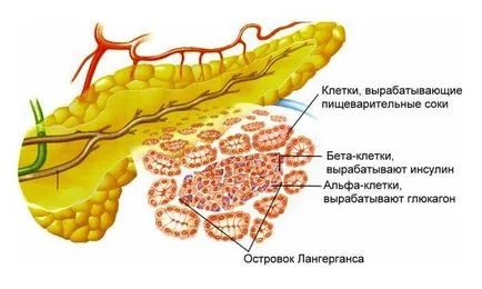 Cum pancreasul la om