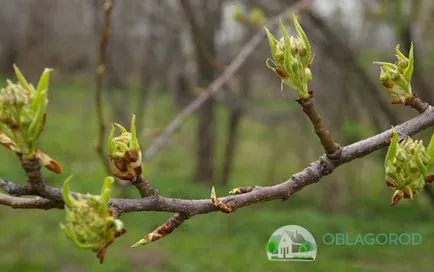 Cum de a planta bec tine - sfatul unui grădinar cu experiență